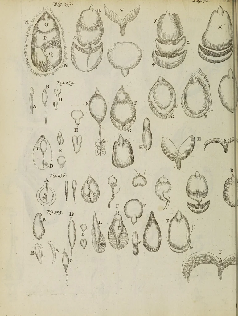 An illustration from Opera posthuma, in quibus excellentissimi authoris vita continetur, ac pleraque quae ab ipso priùs scripta aut inventa sunt confirmantur, & ab adversariorum objectionibus vindicantur. Quibus praefixa est ejusdem vita a seipso scripta, 1700, leaf 168