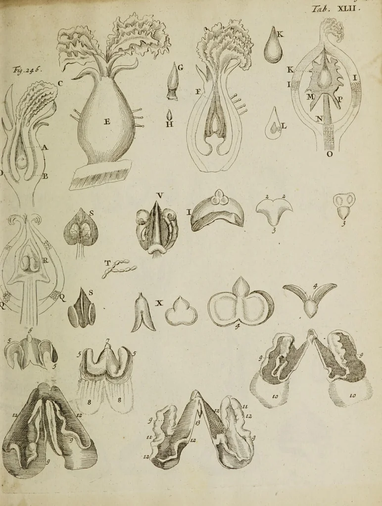 An illustration from Opera posthuma, in quibus excellentissimi authoris vita continetur, ac pleraque quae ab ipso priùs scripta aut inventa sunt confirmantur, & ab adversariorum objectionibus vindicantur. Quibus praefixa est ejusdem vita a seipso scripta, 1700, leaf 177