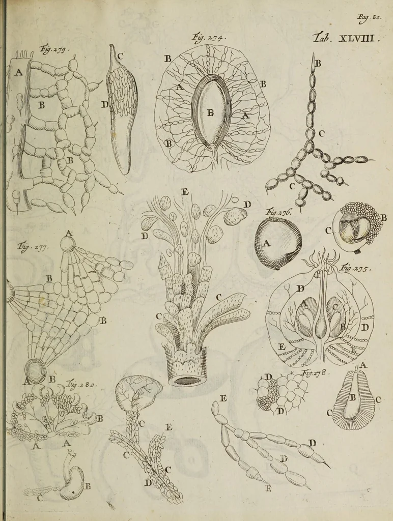 An illustration from Opera posthuma, in quibus excellentissimi authoris vita continetur, ac pleraque quae ab ipso priùs scripta aut inventa sunt confirmantur, & ab adversariorum objectionibus vindicantur. Quibus praefixa est ejusdem vita a seipso scripta, 1700, leaf 199