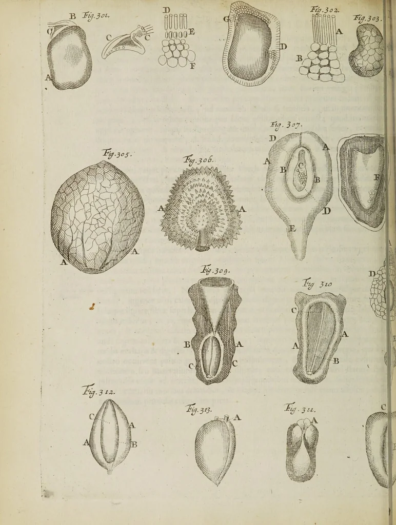 An illustration from Opera posthuma, in quibus excellentissimi authoris vita continetur, ac pleraque quae ab ipso priùs scripta aut inventa sunt confirmantur, & ab adversariorum objectionibus vindicantur. Quibus praefixa est ejusdem vita a seipso scripta, 1700, leaf 218