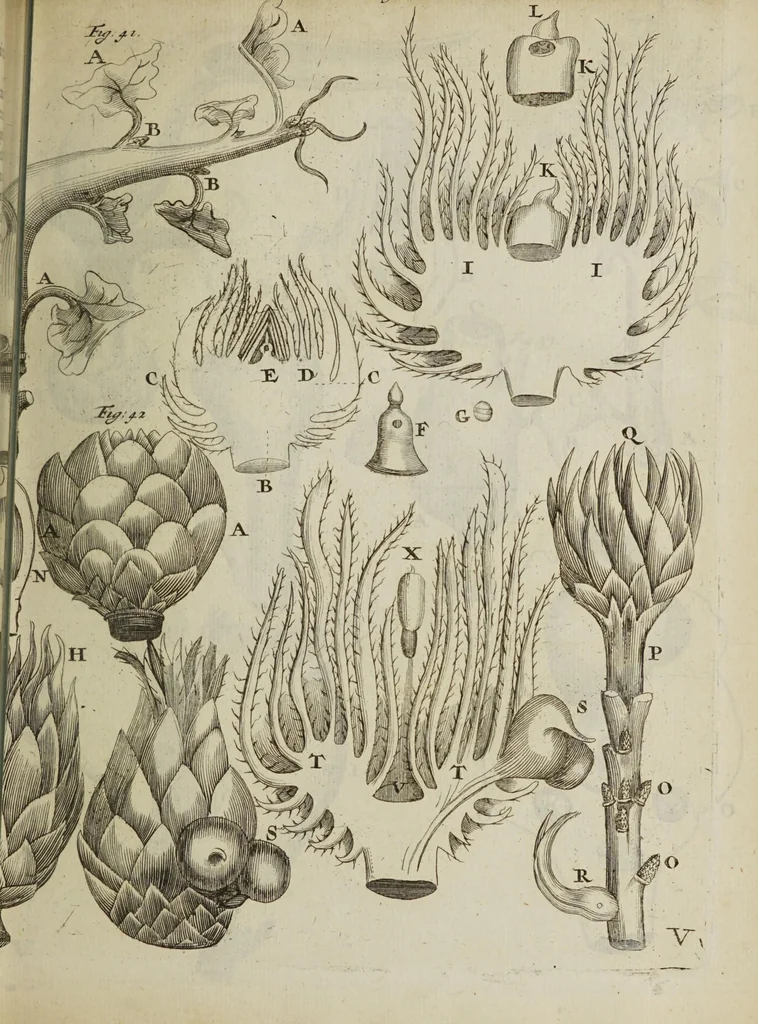 An illustration from Opera posthuma, in quibus excellentissimi authoris vita continetur, ac pleraque quae ab ipso priùs scripta aut inventa sunt confirmantur, & ab adversariorum objectionibus vindicantur. Quibus praefixa est ejusdem vita a seipso scripta, 1700, leaf 277