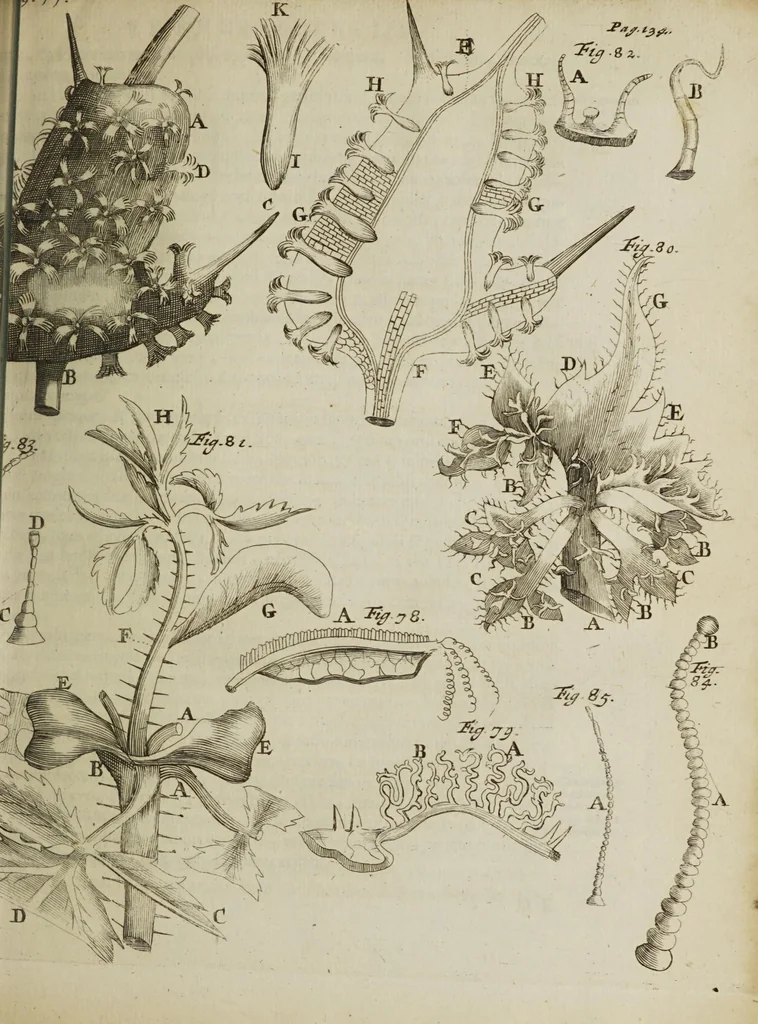 An illustration from Opera posthuma, in quibus excellentissimi authoris vita continetur, ac pleraque quae ab ipso priùs scripta aut inventa sunt confirmantur, & ab adversariorum objectionibus vindicantur. Quibus praefixa est ejusdem vita a seipso scripta, 1700, leaf 309