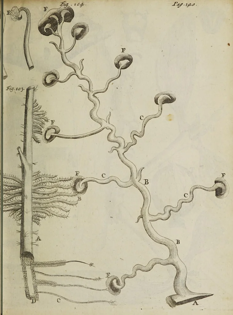 An illustration from Opera posthuma, in quibus excellentissimi authoris vita continetur, ac pleraque quae ab ipso priùs scripta aut inventa sunt confirmantur, & ab adversariorum objectionibus vindicantur. Quibus praefixa est ejusdem vita a seipso scripta, 1700, leaf 319
