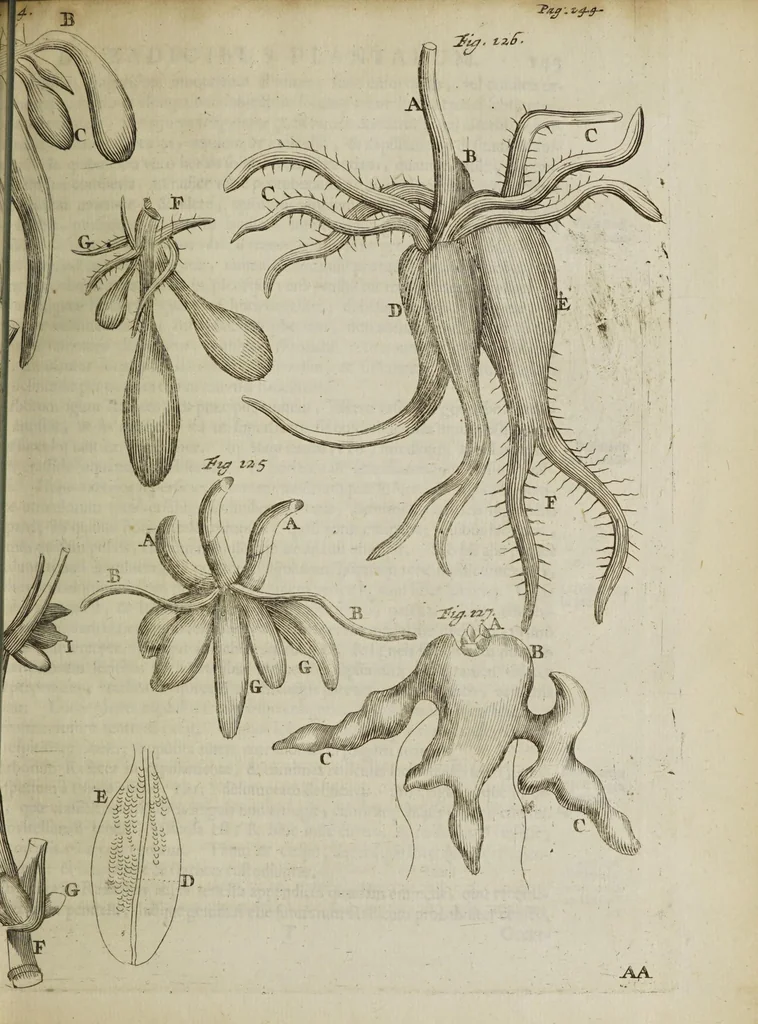 An illustration from Opera posthuma, in quibus excellentissimi authoris vita continetur, ac pleraque quae ab ipso priùs scripta aut inventa sunt confirmantur, & ab adversariorum objectionibus vindicantur. Quibus praefixa est ejusdem vita a seipso scripta, 1700, leaf 331