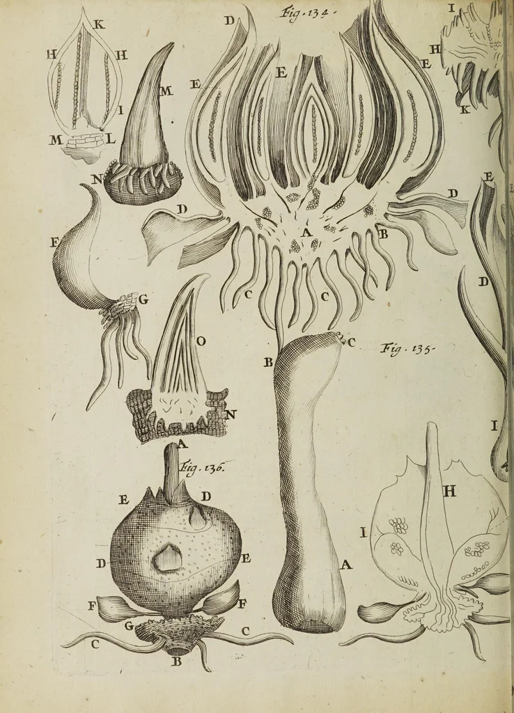 An illustration from Opera posthuma, in quibus excellentissimi authoris vita continetur, ac pleraque quae ab ipso priùs scripta aut inventa sunt confirmantur, & ab adversariorum objectionibus vindicantur. Quibus praefixa est ejusdem vita a seipso scripta, 1700, leaf 352