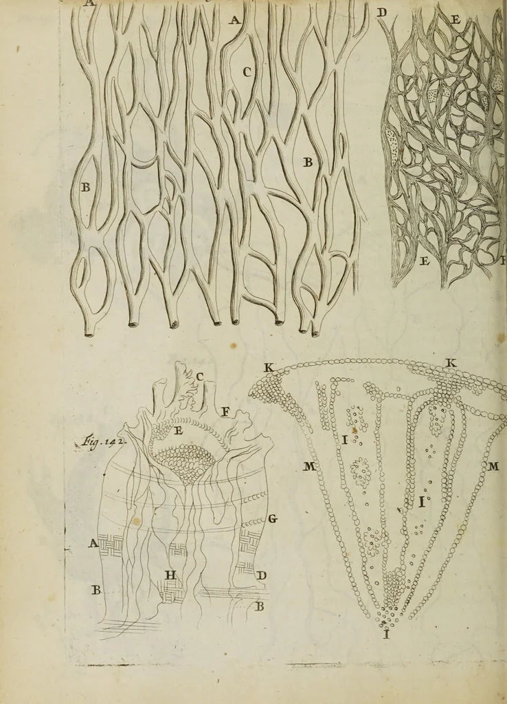 An illustration from Opera posthuma, in quibus excellentissimi authoris vita continetur, ac pleraque quae ab ipso priùs scripta aut inventa sunt confirmantur, & ab adversariorum objectionibus vindicantur. Quibus praefixa est ejusdem vita a seipso scripta, 1700, leaf 358