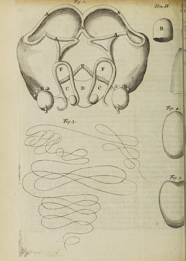 An illustration from Opera posthuma, in quibus excellentissimi authoris vita continetur, ac pleraque quae ab ipso priùs scripta aut inventa sunt confirmantur, & ab adversariorum objectionibus vindicantur. Quibus praefixa est ejusdem vita a seipso scripta, 1700, leaf 438