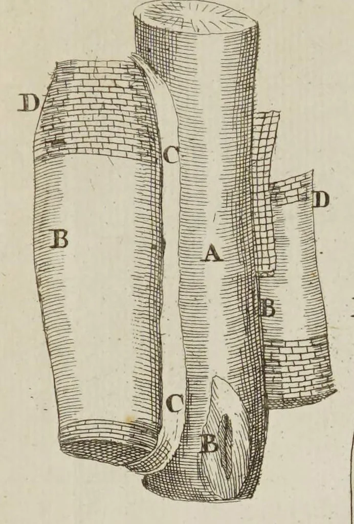 An illustration from Opera posthuma, in quibus excellentissimi authoris vita continetur, ac pleraque quae ab ipso priùs scripta aut inventa sunt confirmantur, & ab adversariorum objectionibus vindicantur. Quibus praefixa est ejusdem vita a seipso scripta, 1700, leaf 48