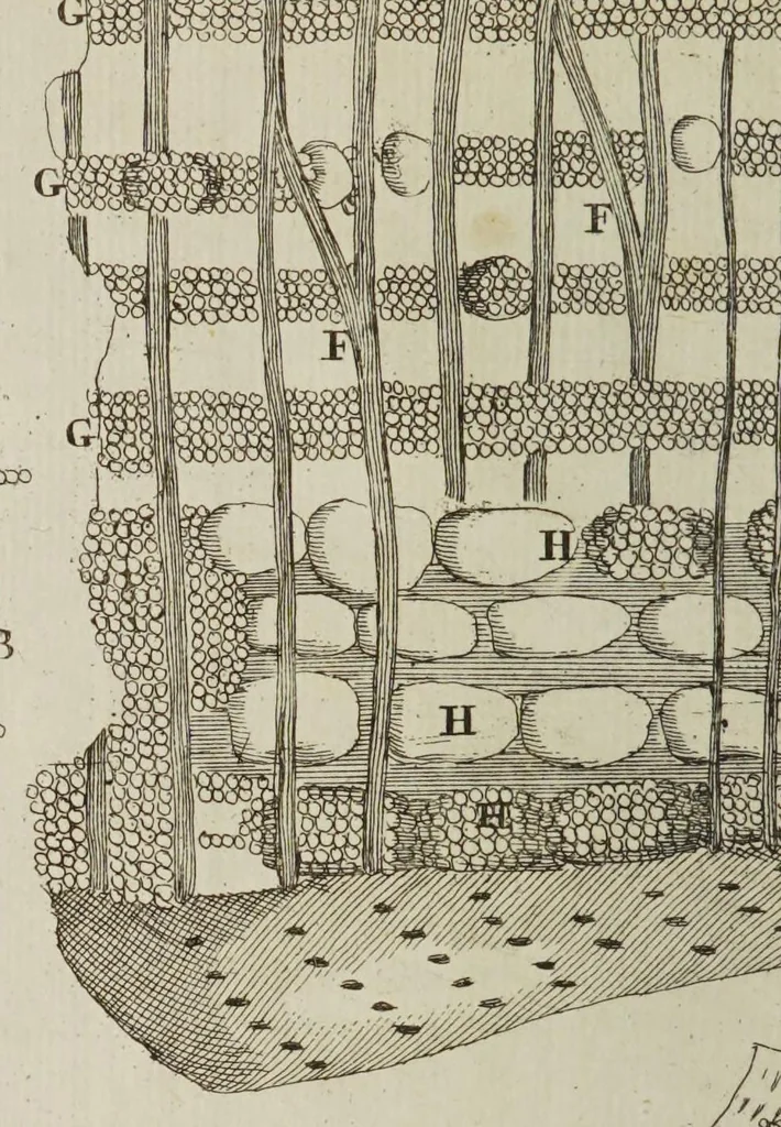 An illustration from Opera posthuma, in quibus excellentissimi authoris vita continetur, ac pleraque quae ab ipso priùs scripta aut inventa sunt confirmantur, & ab adversariorum objectionibus vindicantur. Quibus praefixa est ejusdem vita a seipso scripta, 1700, leaf 48