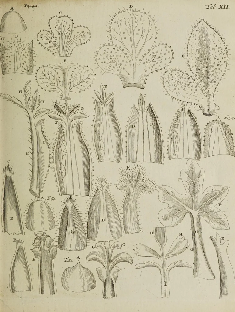 An illustration from Opera posthuma, in quibus excellentissimi authoris vita continetur, ac pleraque quae ab ipso priùs scripta aut inventa sunt confirmantur, & ab adversariorum objectionibus vindicantur. Quibus praefixa est ejusdem vita a seipso scripta, 1700, leaf 87