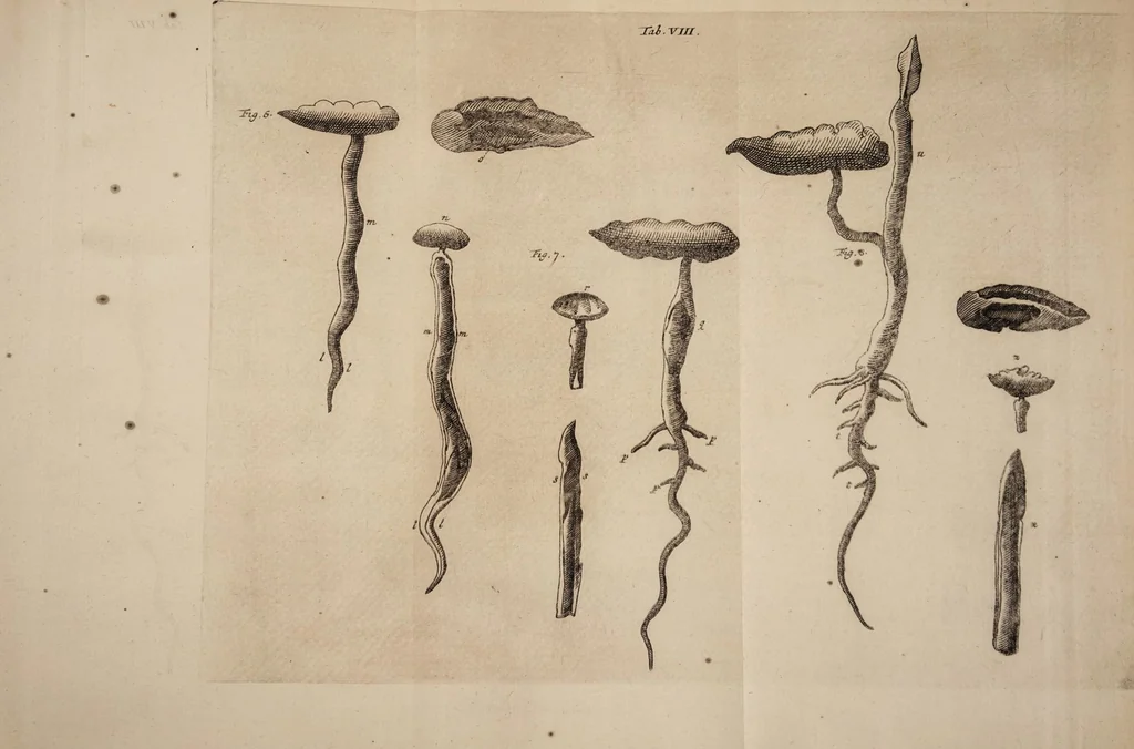 An illustration from Opera posthuma, in quibus excellentissimi authoris vita continetur, ac pleraque quae ab ipso priùs scripta aut inventa sunt confirmantur, & ab adversariorum objectionibus vindicantur. Quibus praefixa est ejusdem vita a seipso scripta, 1700, leaf 423