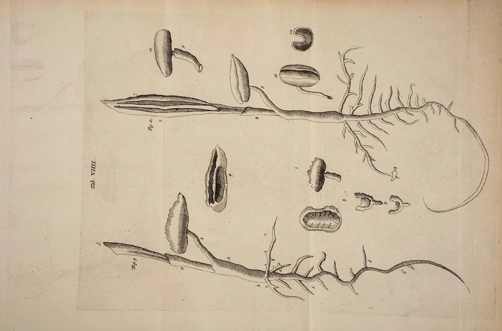 An illustration from Opera posthuma, in quibus excellentissimi authoris vita continetur, ac pleraque quae ab ipso priùs scripta aut inventa sunt confirmantur, & ab adversariorum objectionibus vindicantur. Quibus praefixa est ejusdem vita a seipso scripta, 1700, leaf 425