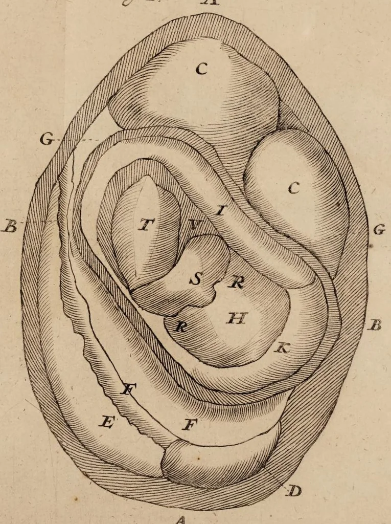 An illustration from Opera posthuma, in quibus excellentissimi authoris vita continetur, ac pleraque quae ab ipso priùs scripta aut inventa sunt confirmantur, & ab adversariorum objectionibus vindicantur. Quibus praefixa est ejusdem vita a seipso scripta, 1700, leaf 431