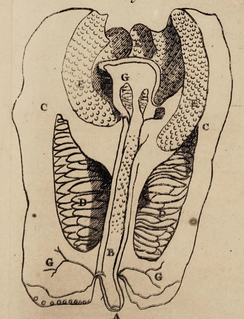 An illustration from Opera posthuma, in quibus excellentissimi authoris vita continetur, ac pleraque quae ab ipso priùs scripta aut inventa sunt confirmantur, & ab adversariorum objectionibus vindicantur. Quibus praefixa est ejusdem vita a seipso scripta, 1700, leaf 435