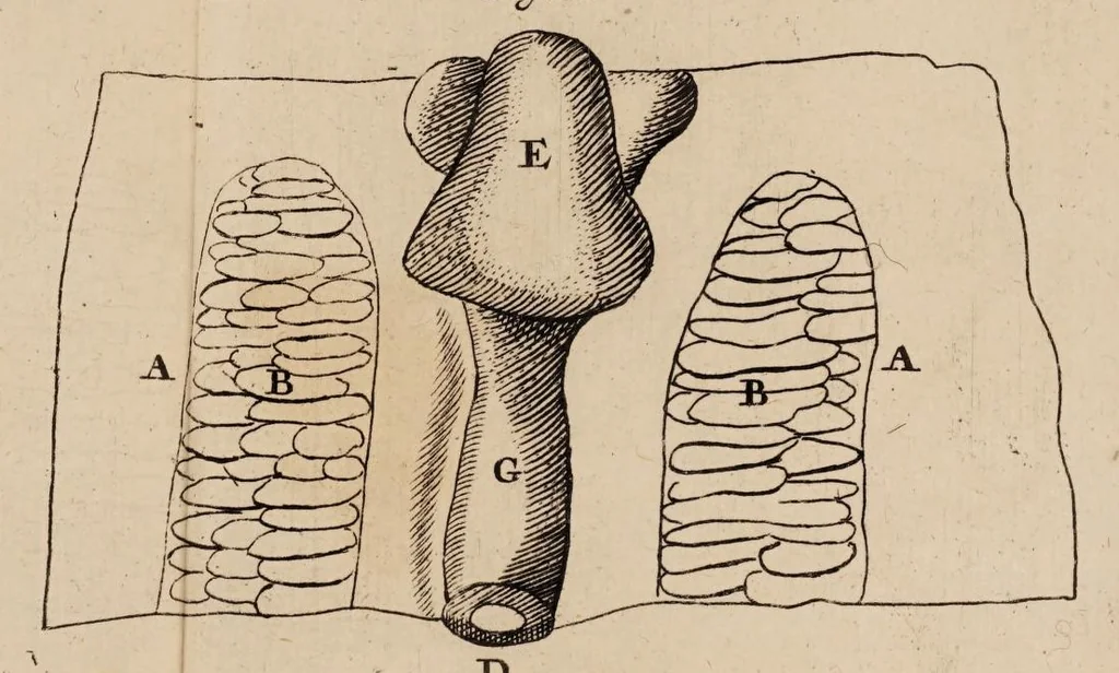 An illustration from Opera posthuma, in quibus excellentissimi authoris vita continetur, ac pleraque quae ab ipso priùs scripta aut inventa sunt confirmantur, & ab adversariorum objectionibus vindicantur. Quibus praefixa est ejusdem vita a seipso scripta, 1700, leaf 437