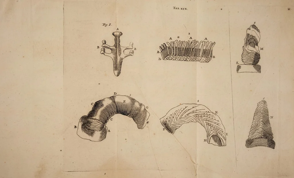 An illustration from Opera posthuma, in quibus excellentissimi authoris vita continetur, ac pleraque quae ab ipso priùs scripta aut inventa sunt confirmantur, & ab adversariorum objectionibus vindicantur. Quibus praefixa est ejusdem vita a seipso scripta, 1700, leaf 445