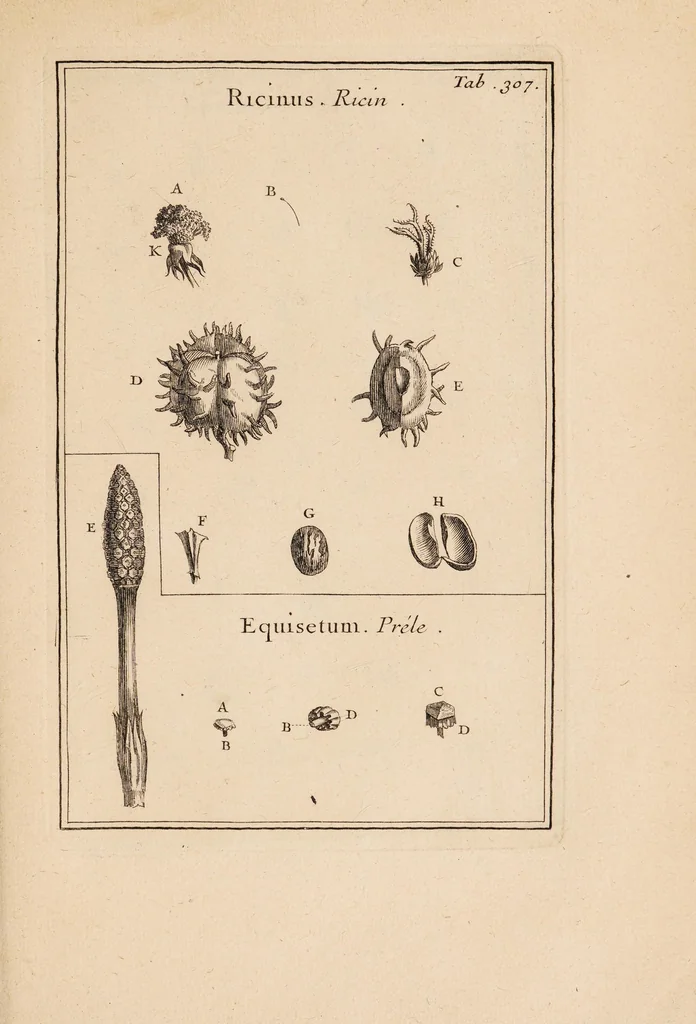 An illustration from Josephi Pitton Tournefort Institutiones rei herbariae, 1700, leaf 119
