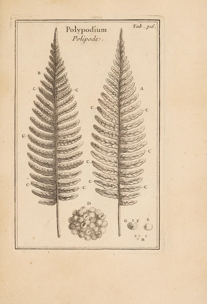 An illustration from Josephi Pitton Tournefort Institutiones rei herbariae, 1700, leaf 137