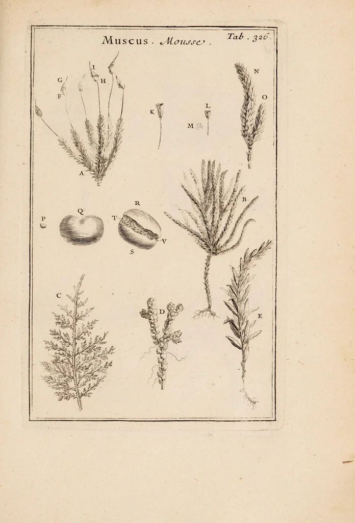 An illustration from Josephi Pitton Tournefort Institutiones rei herbariae, 1700, leaf 155