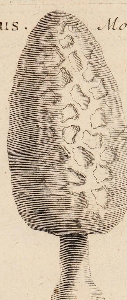 An illustration from Josephi Pitton Tournefort Institutiones rei herbariae, 1700, leaf 161