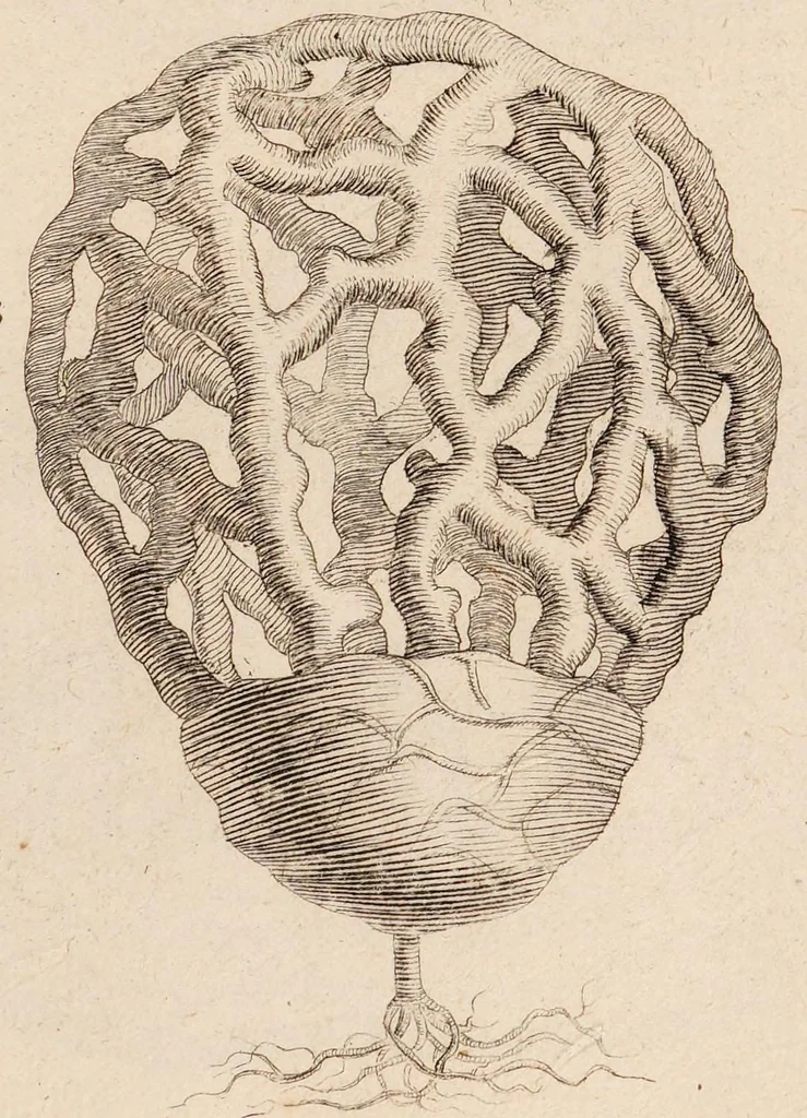 An illustration from Josephi Pitton Tournefort Institutiones rei herbariae, 1700, leaf 161