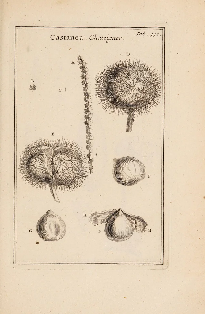An illustration from Josephi Pitton Tournefort Institutiones rei herbariae, 1700, leaf 207