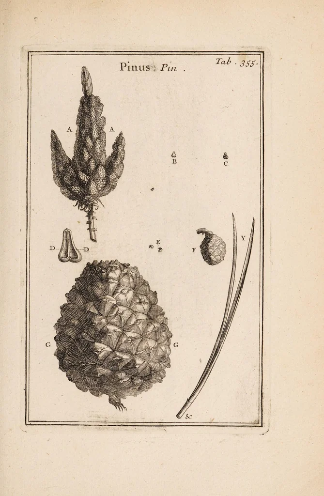 An illustration from Josephi Pitton Tournefort Institutiones rei herbariae, 1700, leaf 213