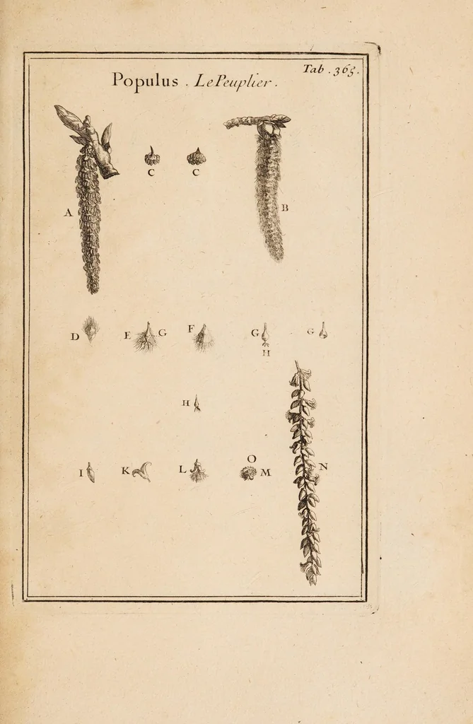 An illustration from Josephi Pitton Tournefort Institutiones rei herbariae, 1700, leaf 233