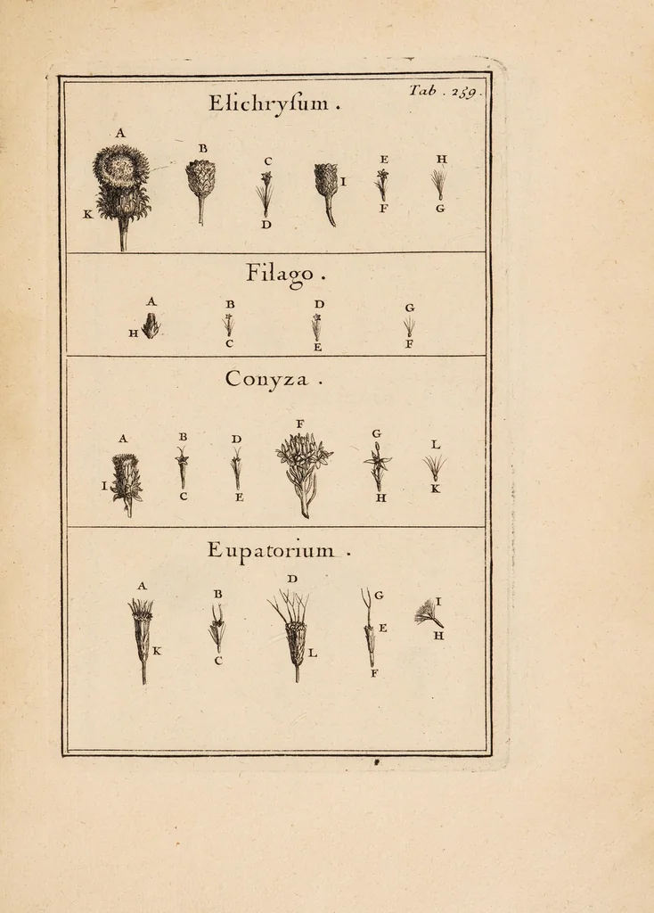 An illustration from Josephi Pitton Tournefort Institutiones rei herbariae, 1700, leaf 25