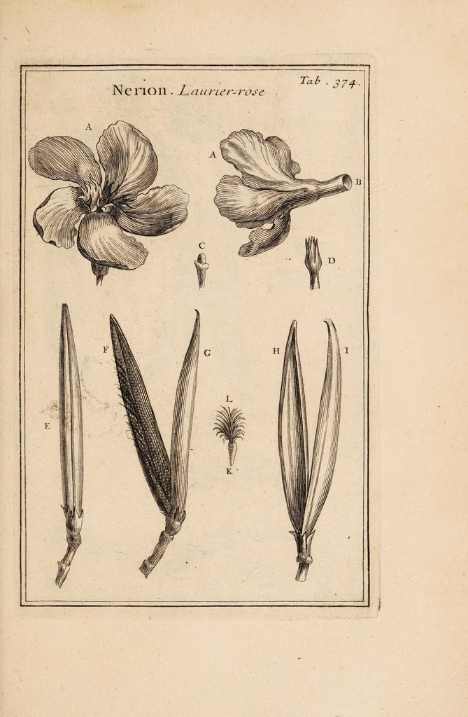 An illustration from Josephi Pitton Tournefort Institutiones rei herbariae, 1700, leaf 251