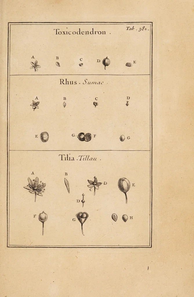 An illustration from Josephi Pitton Tournefort Institutiones rei herbariae, 1700, leaf 265