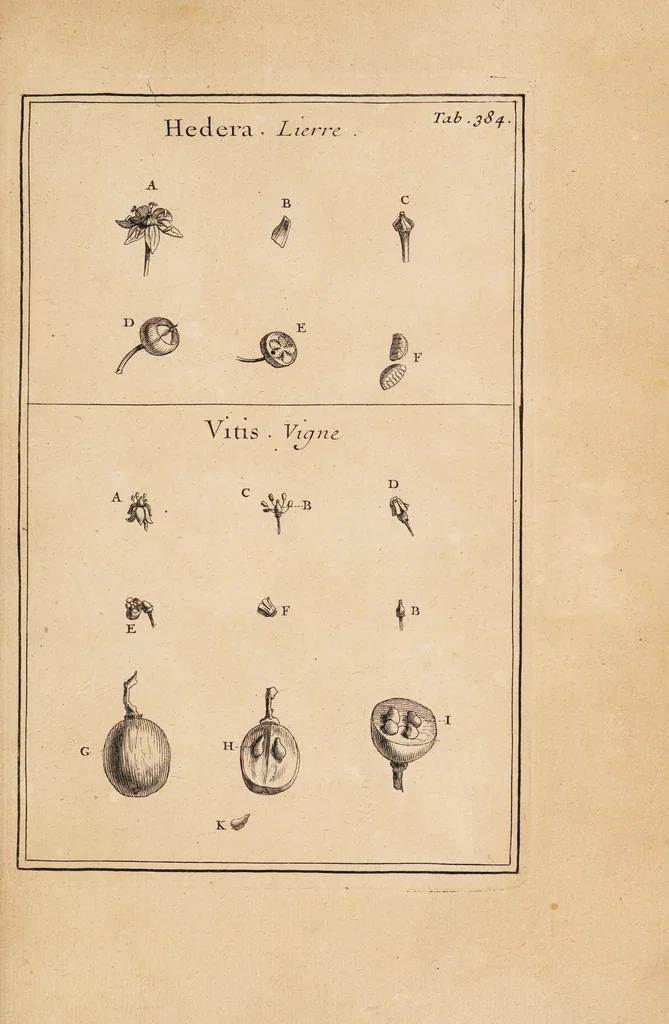 An illustration from Josephi Pitton Tournefort Institutiones rei herbariae, 1700, leaf 271