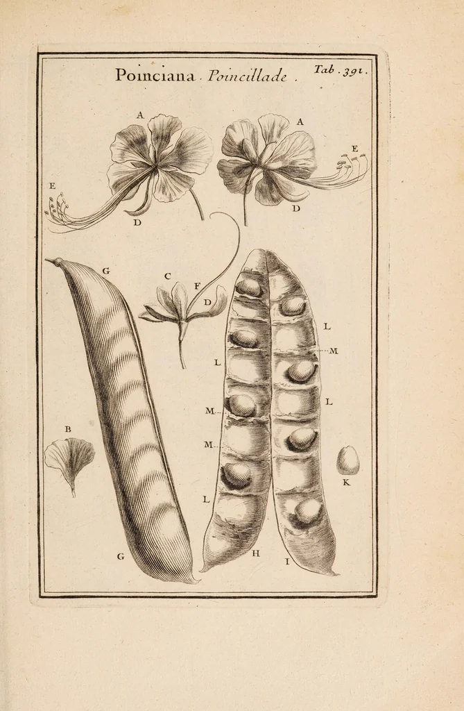 An illustration from Josephi Pitton Tournefort Institutiones rei herbariae, 1700, leaf 285