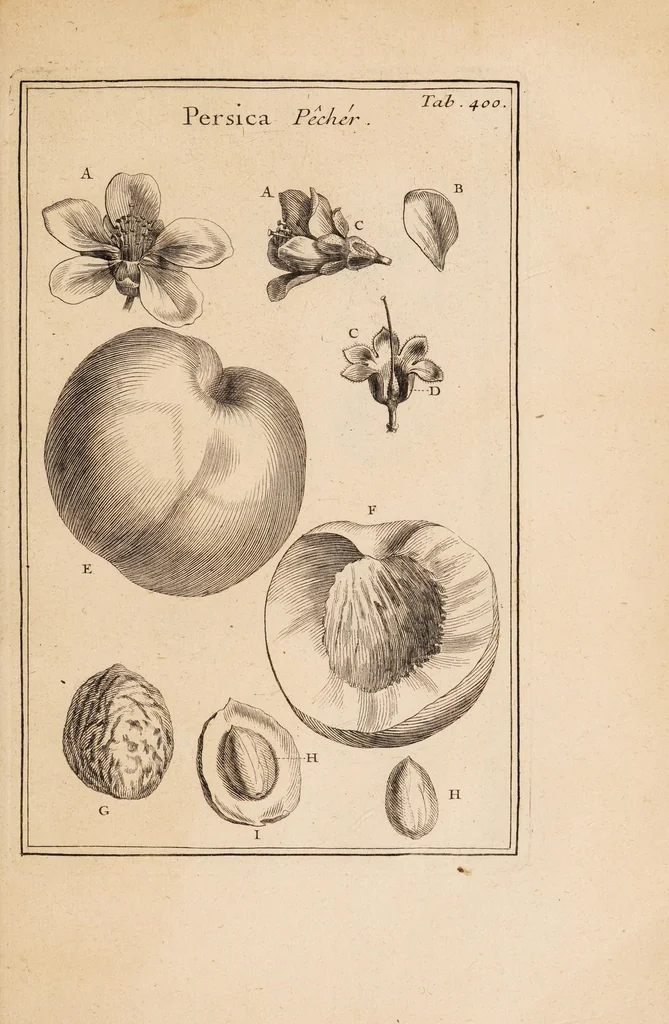 An illustration from Josephi Pitton Tournefort Institutiones rei herbariae, 1700, leaf 297