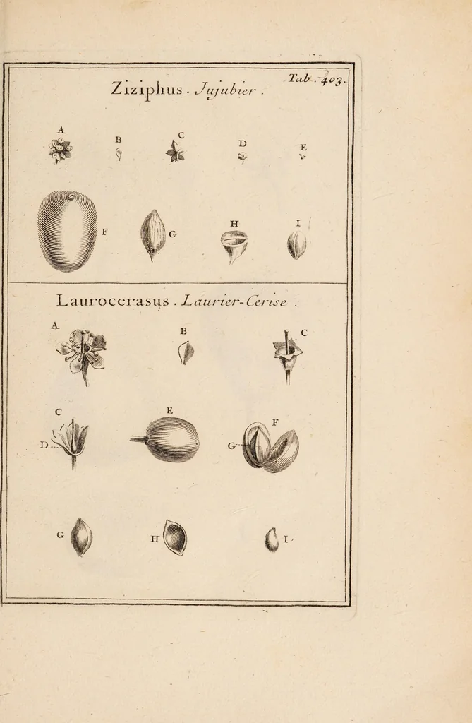 An illustration from Josephi Pitton Tournefort Institutiones rei herbariae, 1700, leaf 303