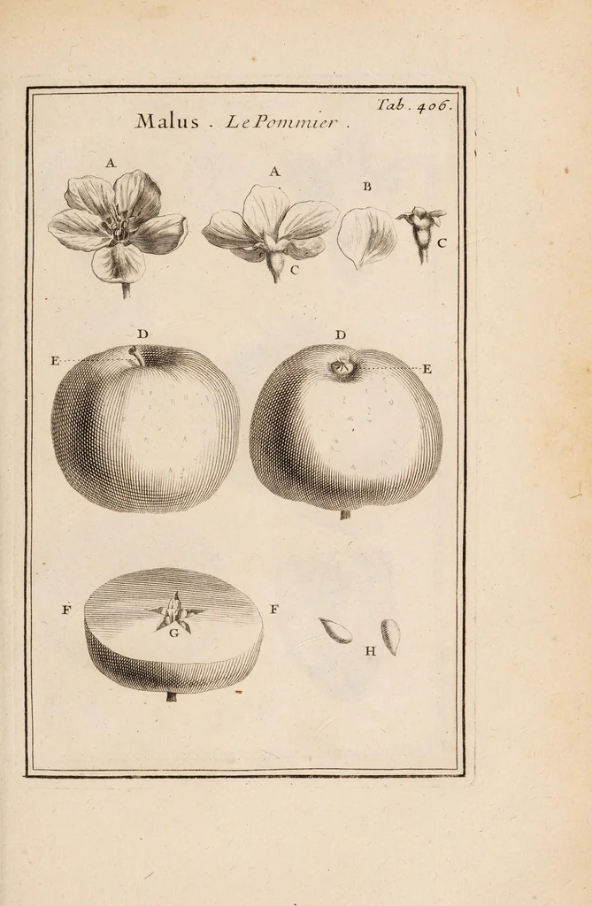 An illustration from Josephi Pitton Tournefort Institutiones rei herbariae, 1700, leaf 309