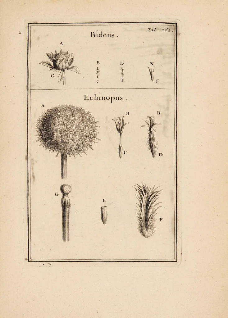 An illustration from Josephi Pitton Tournefort Institutiones rei herbariae, 1700, leaf 31