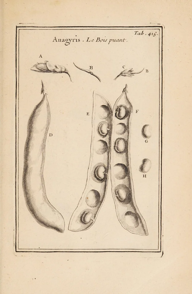 An illustration from Josephi Pitton Tournefort Institutiones rei herbariae, 1700, leaf 327