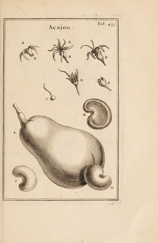 An illustration from Josephi Pitton Tournefort Institutiones rei herbariae, 1700, leaf 367