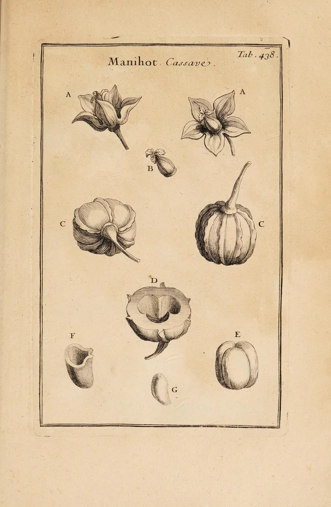 An illustration from Josephi Pitton Tournefort Institutiones rei herbariae, 1700, leaf 373