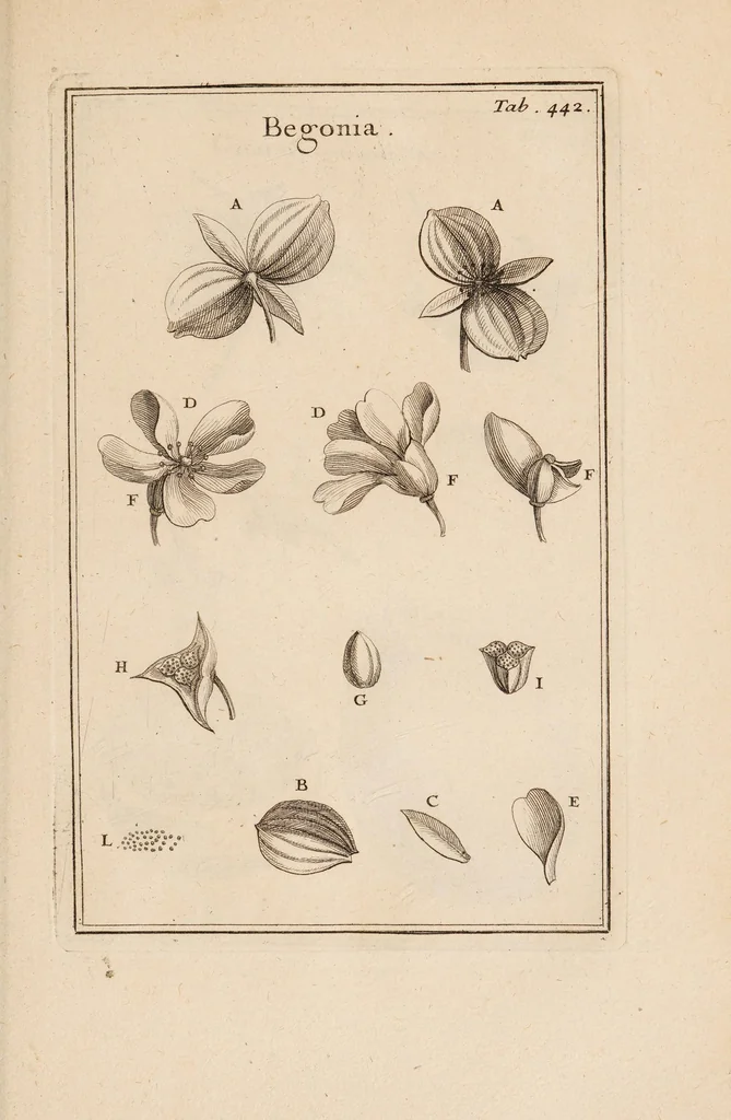 An illustration from Josephi Pitton Tournefort Institutiones rei herbariae, 1700, leaf 381