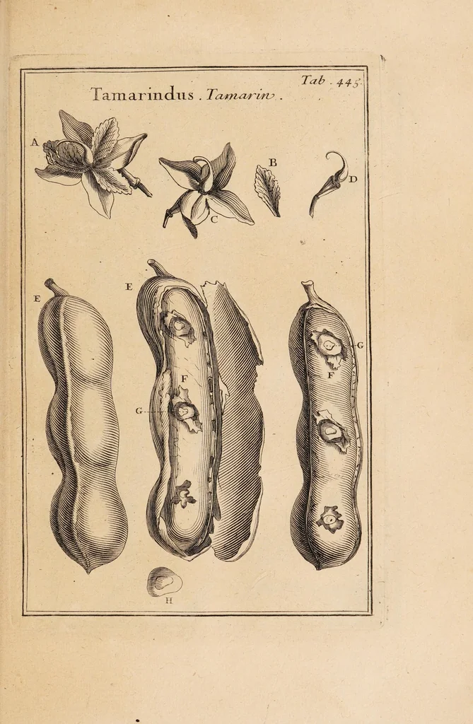 An illustration from Josephi Pitton Tournefort Institutiones rei herbariae, 1700, leaf 387