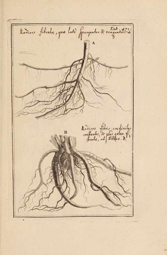 An illustration from Josephi Pitton Tournefort Institutiones rei herbariae, 1700, leaf 437