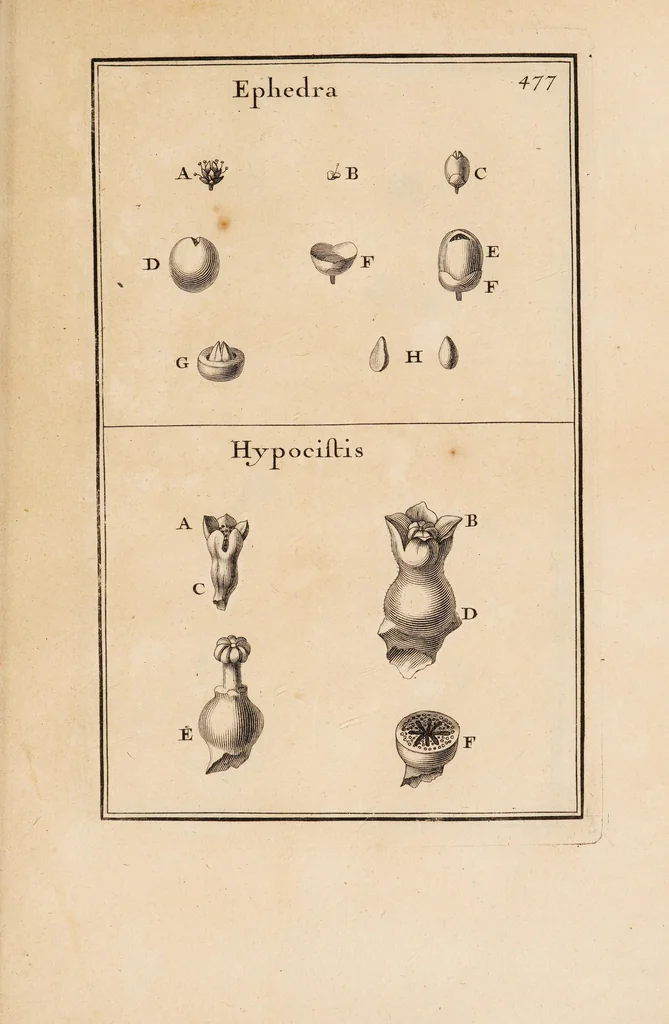 An illustration from Josephi Pitton Tournefort Institutiones rei herbariae, 1700, leaf 449