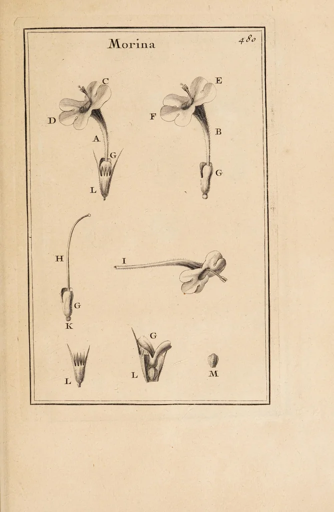 An illustration from Josephi Pitton Tournefort Institutiones rei herbariae, 1700, leaf 455