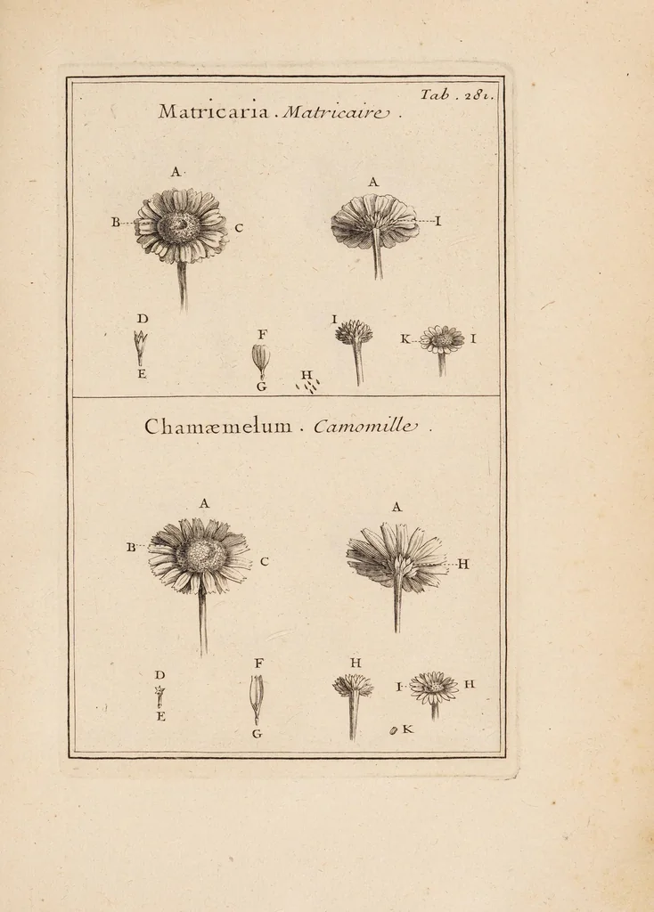 An illustration from Josephi Pitton Tournefort Institutiones rei herbariae, 1700, leaf 69