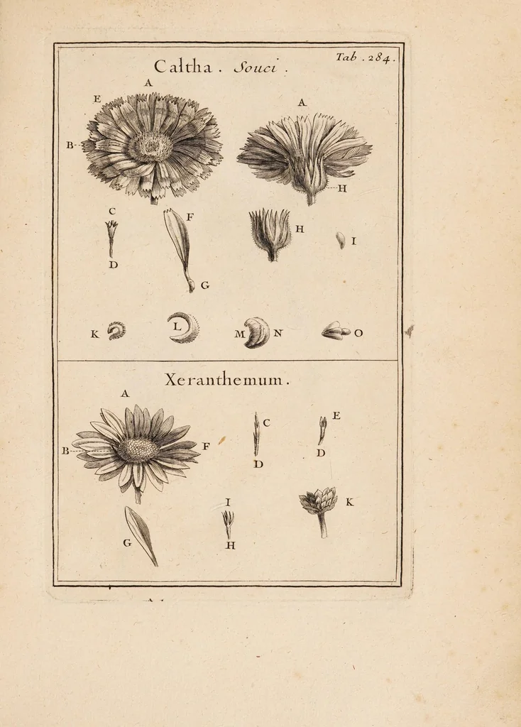 An illustration from Josephi Pitton Tournefort Institutiones rei herbariae, 1700, leaf 75