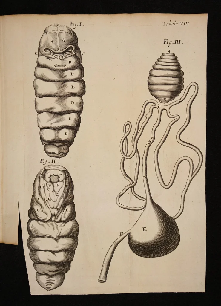 An illustration from Dissertatio epistolica de bombyce, Societati Regiae, Londini ad scientiam naturalem promovendam institutae, dicata, 1669, leaf 133