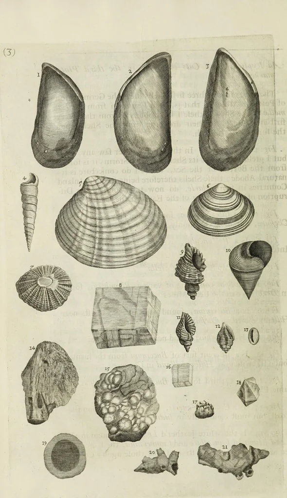 An illustration from The natural history of Lancashire, Cheshire, and the Peak, in Derbyshire: with an account of the British, Phoenician, Armenian, Gr[eek] and Rom[an] antiquities in those parts, 1700, leaf 232