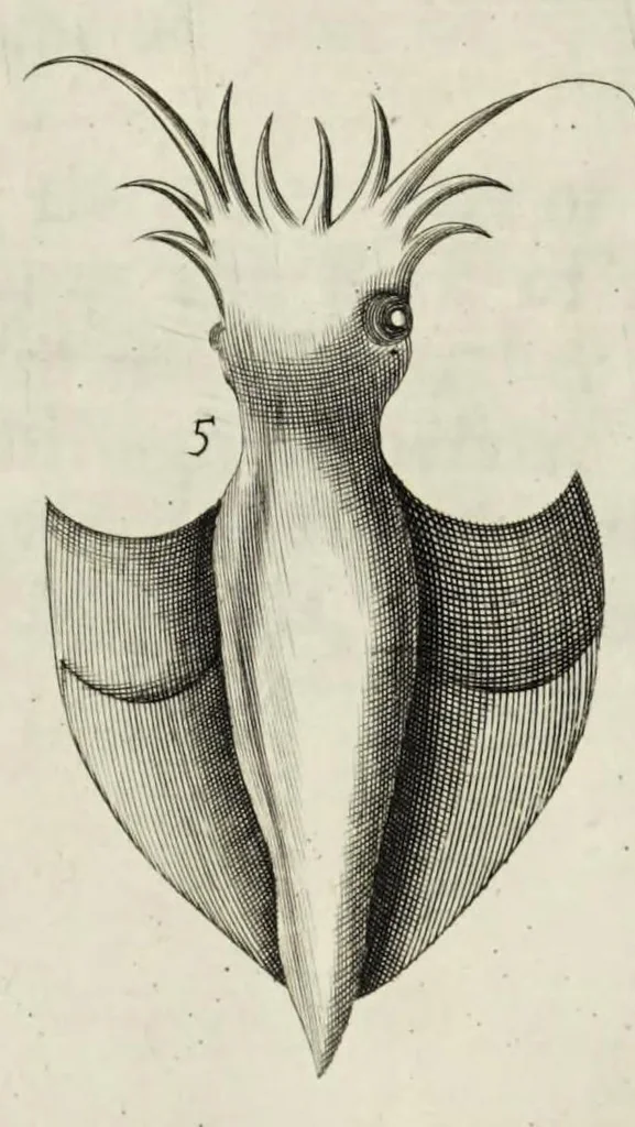An illustration from The natural history of Lancashire, Cheshire, and the Peak, in Derbyshire: with an account of the British, Phoenician, Armenian, Gr[eek] and Rom[an] antiquities in those parts, 1700, leaf 236